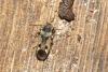 Rhyparochromus vulgaris